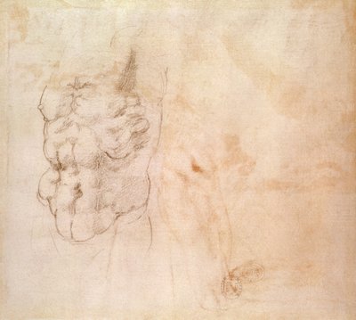 Studio di torso da Michelangelo Buonarroti